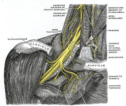 Thoracic Outlet Syndrome (TOS) - Bodymotion Chiropractic and